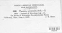 Puccinia universalis image